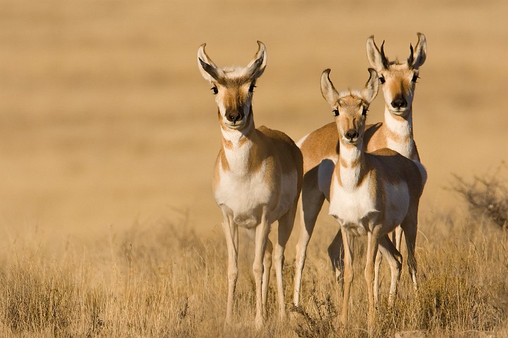 Gabellbock Antilocapra americana Pronghorn